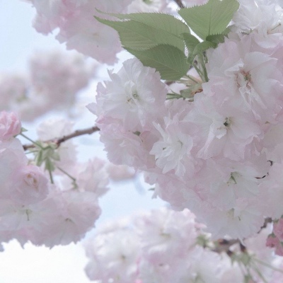 兽设角色性格塑造兽圈社群